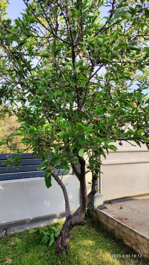 شقة Urbi Garden أرتيميدا المظهر الخارجي الصورة
